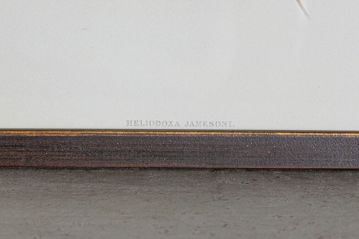 19th Century Bird Print - One of 24 - JAA