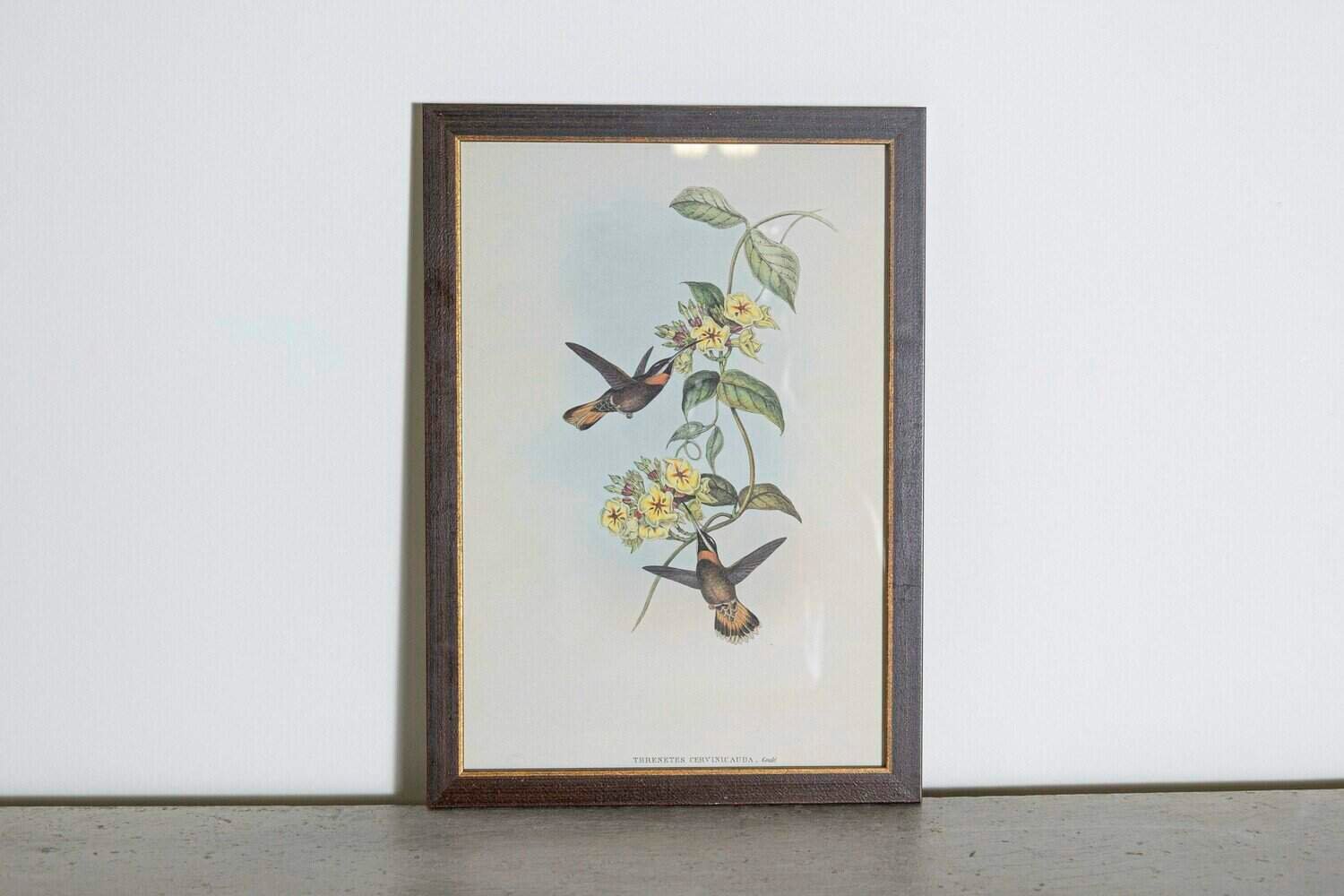 On Hold - 19th Century Bird Print - One of 24 - JAA