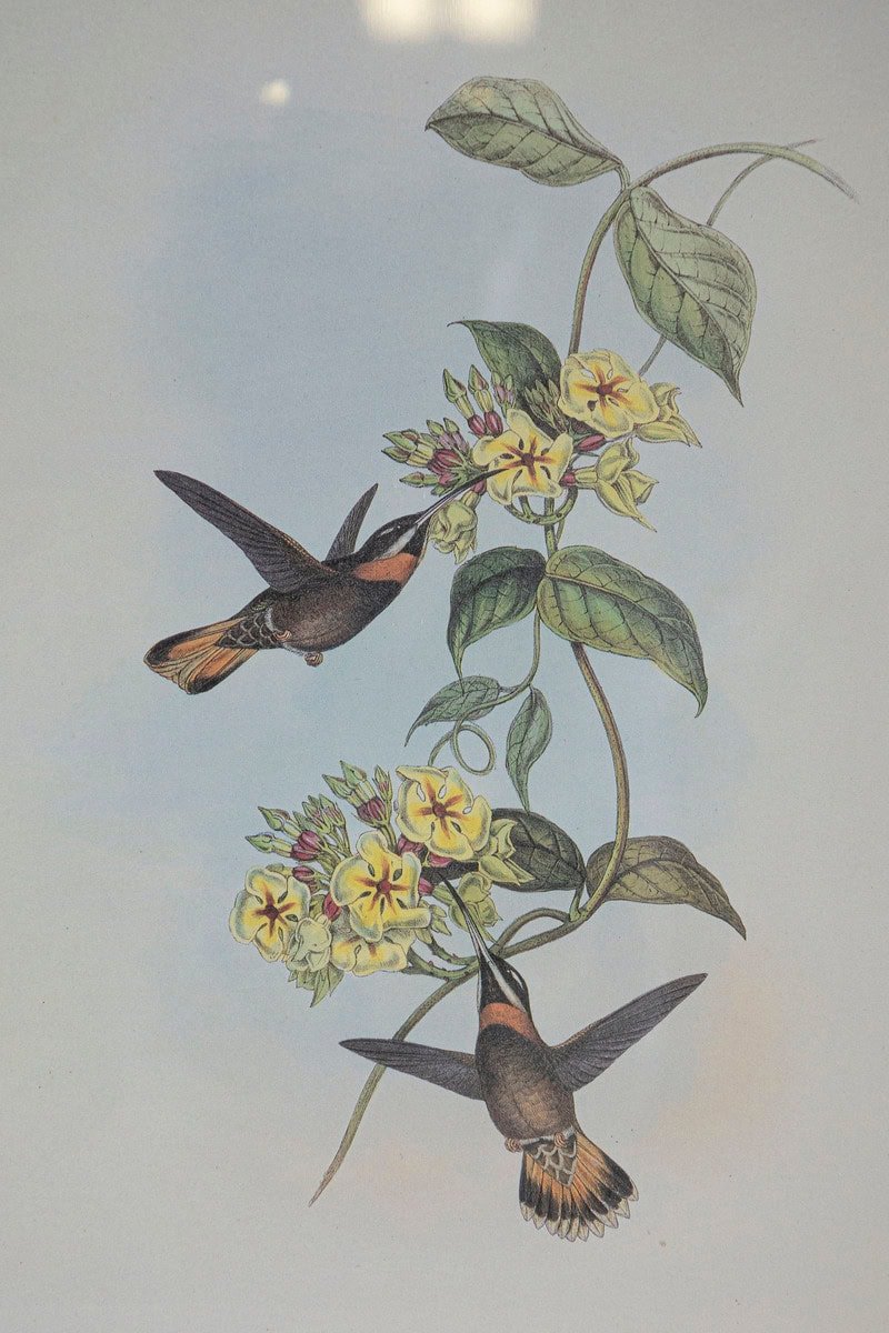 On Hold - 19th Century Bird Print - One of 24 - JAA