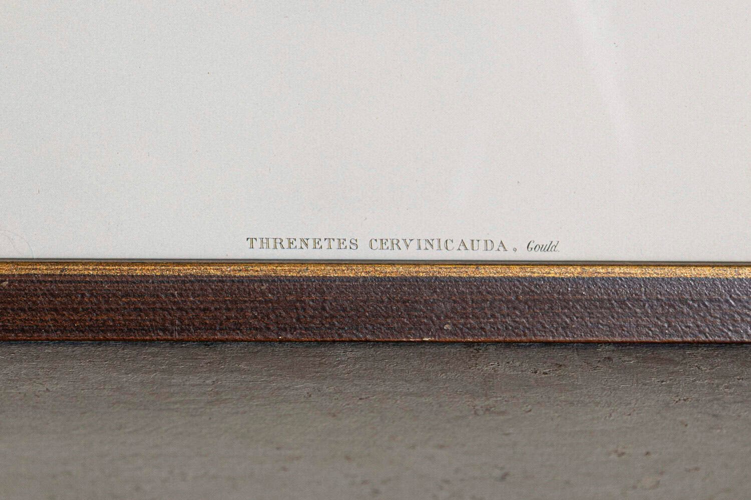 On Hold - 19th Century Bird Print - One of 24 - JAA