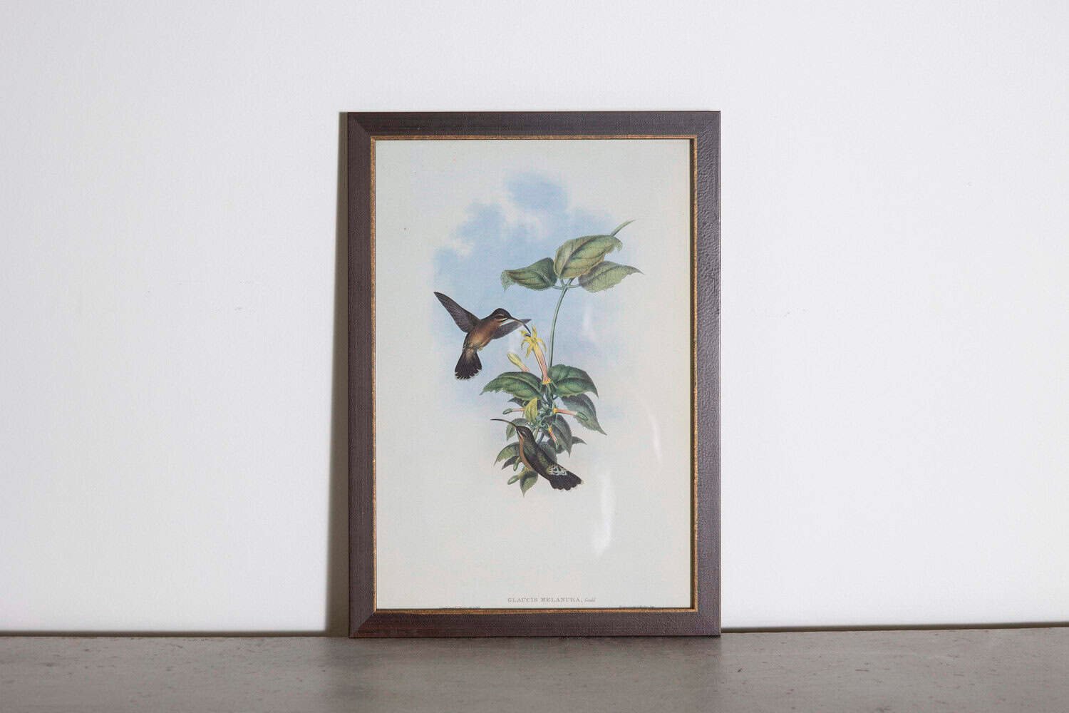 19th Century Bird Print - One of 24 - JAA