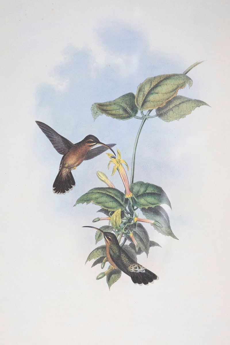 19th Century Bird Print - One of 24 - JAA