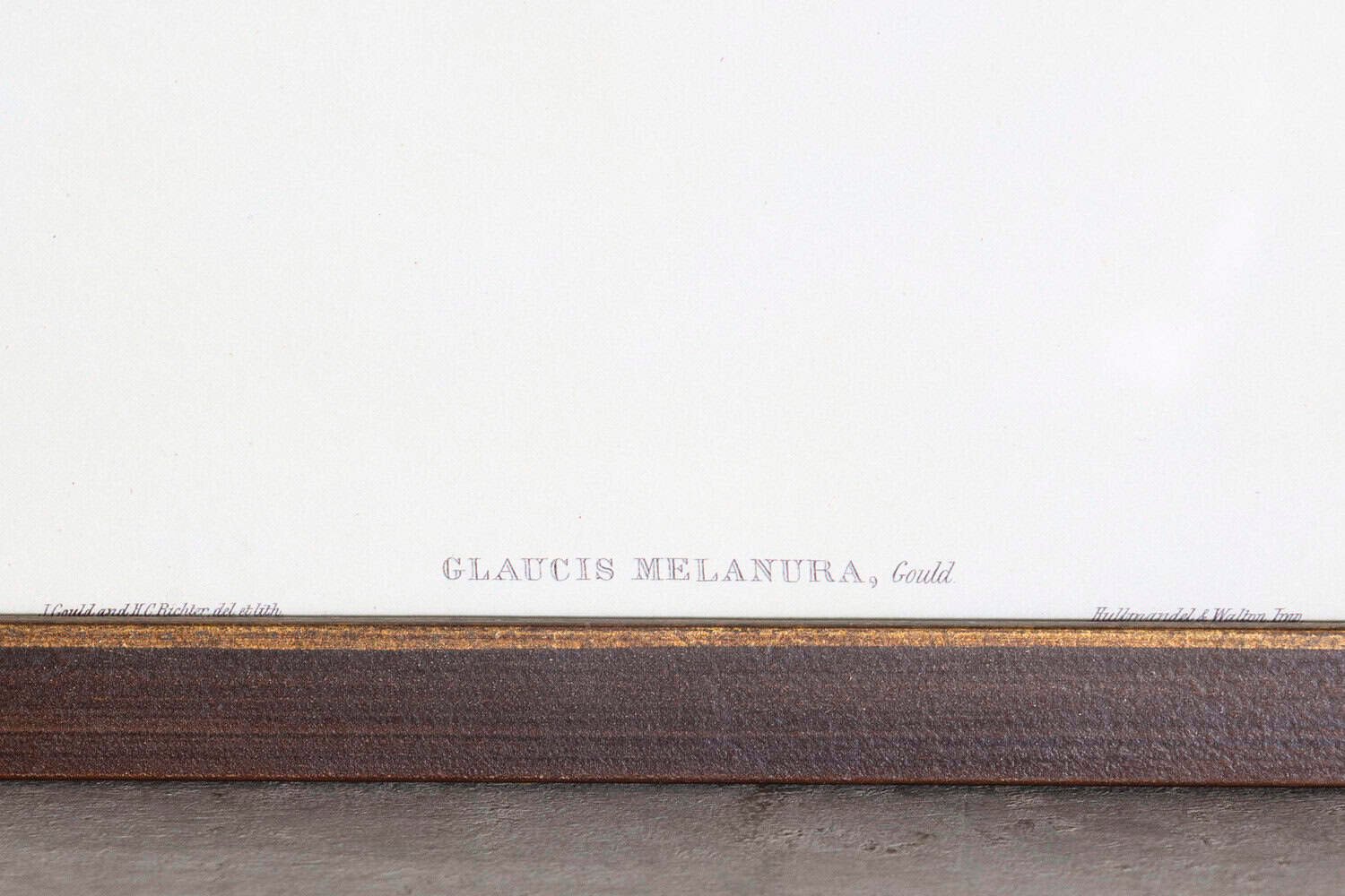 19th Century Bird Print - One of 24 - JAA