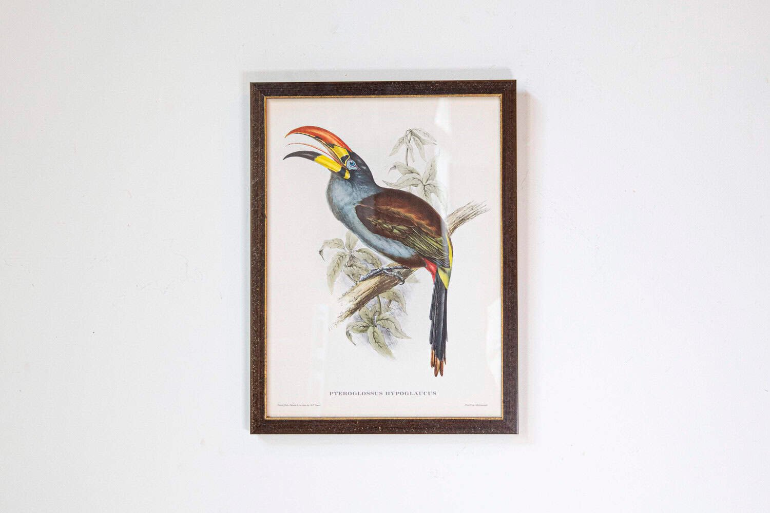 Framed 20th Century Gould Bird Prints, 7 Sold Each - JAA