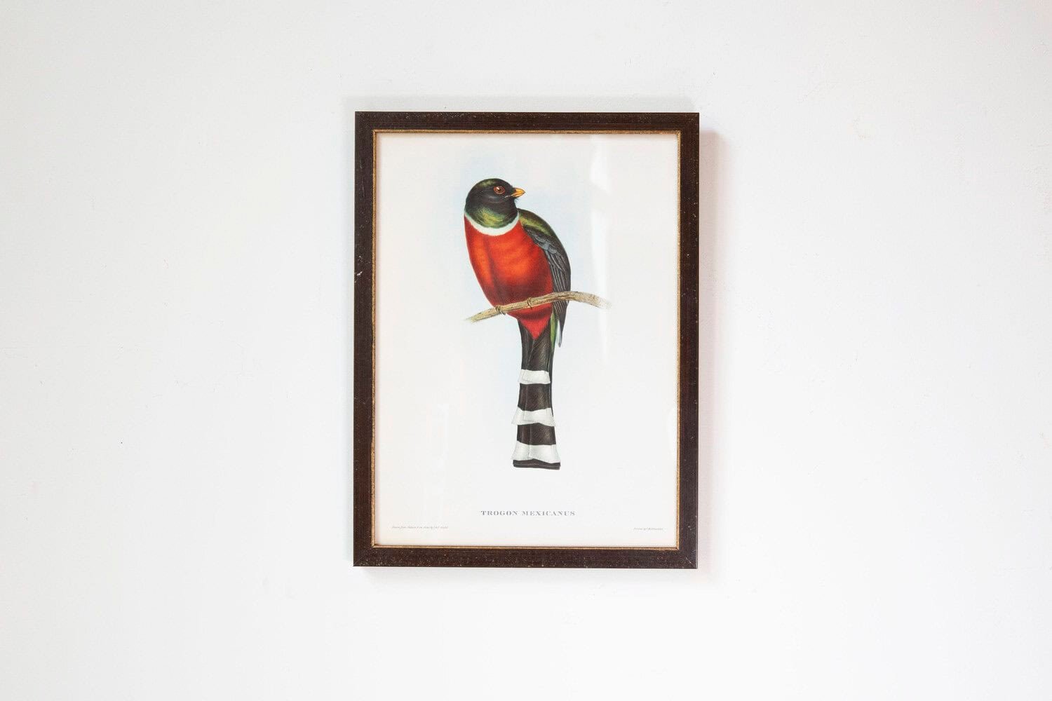 Framed 20th Century Gould Bird Prints, 7 Sold Each - JAA