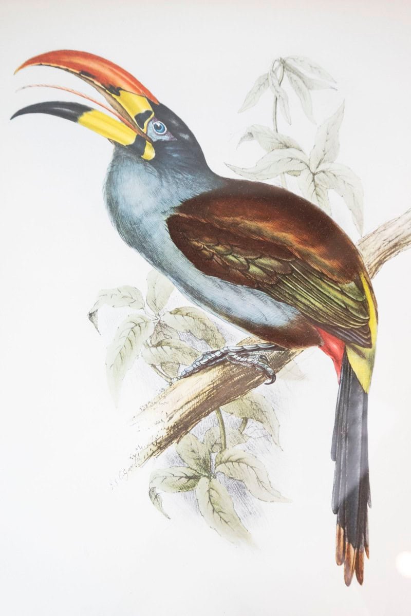 Framed 20th Century Gould Bird Prints, 7 Sold Each - JAA