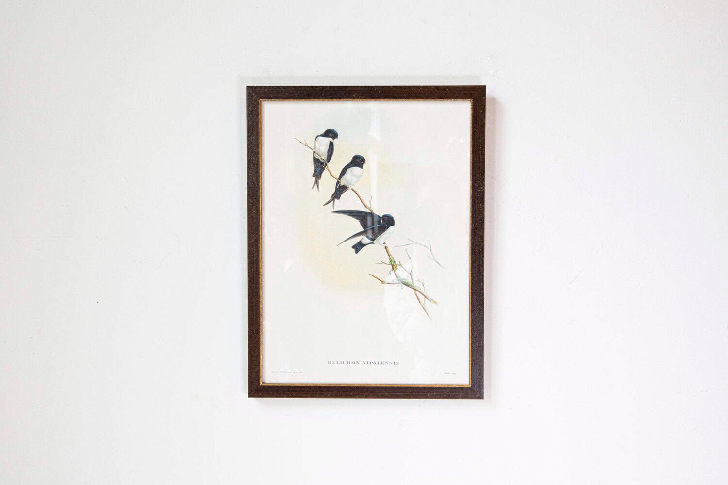 Framed 20th Century Gould Bird Prints, 7 Sold Each - JAA