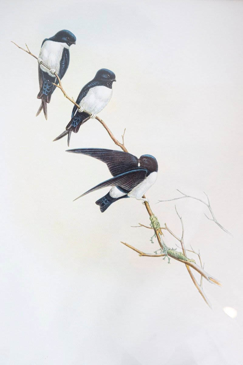 Framed 20th Century Gould Bird Prints, 7 Sold Each - JAA