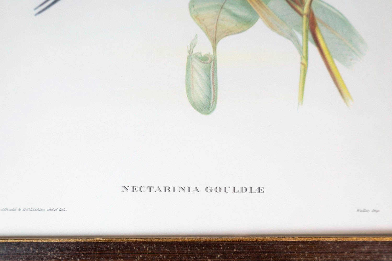 Framed 20th Century Gould Bird Prints, 7 Sold Each - JAA