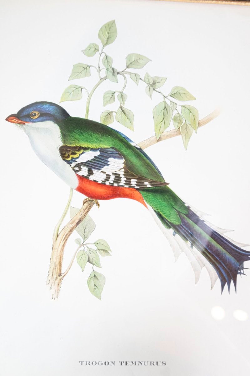 Framed 20th Century Gould Bird Prints, 7 Sold Each - JAA