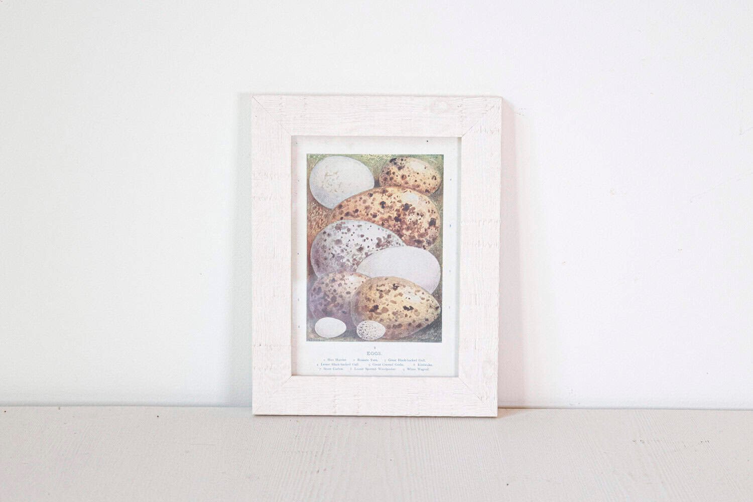 English Egg Prints from the 20th Century in Custom Wooden Frames, Priced Each - JAA