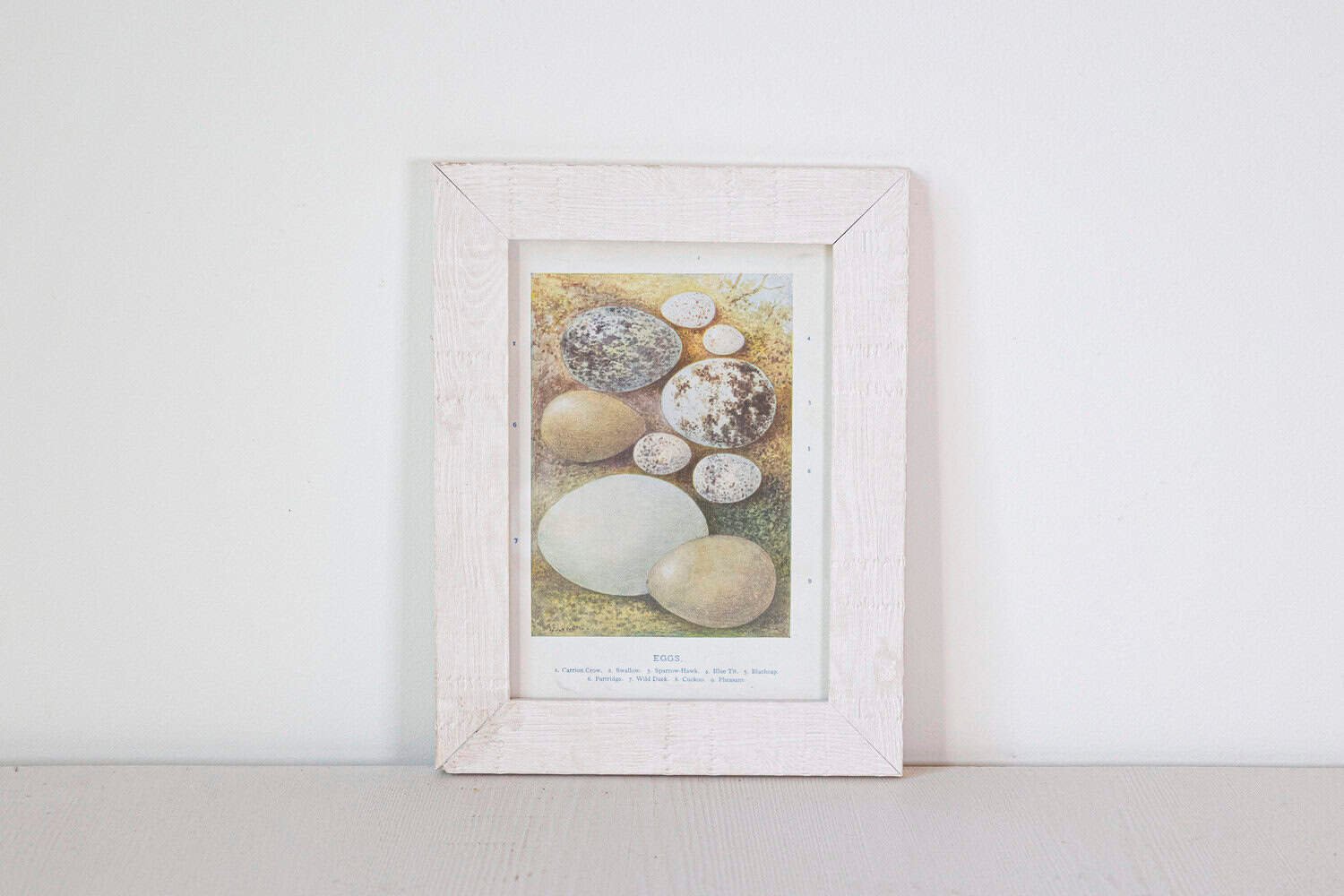 English Egg Prints from the 20th Century in Custom Wooden Frames, Priced Each - JAA