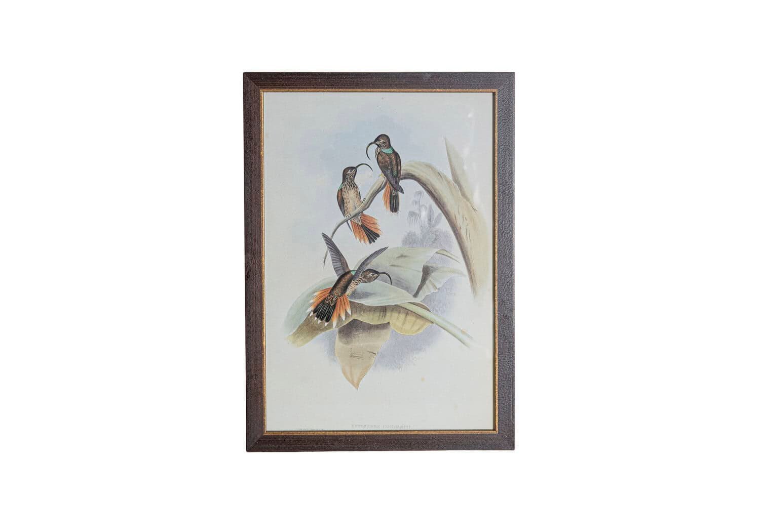 On Trial -19th Century John Gould Hummingbirds prints. - JAA