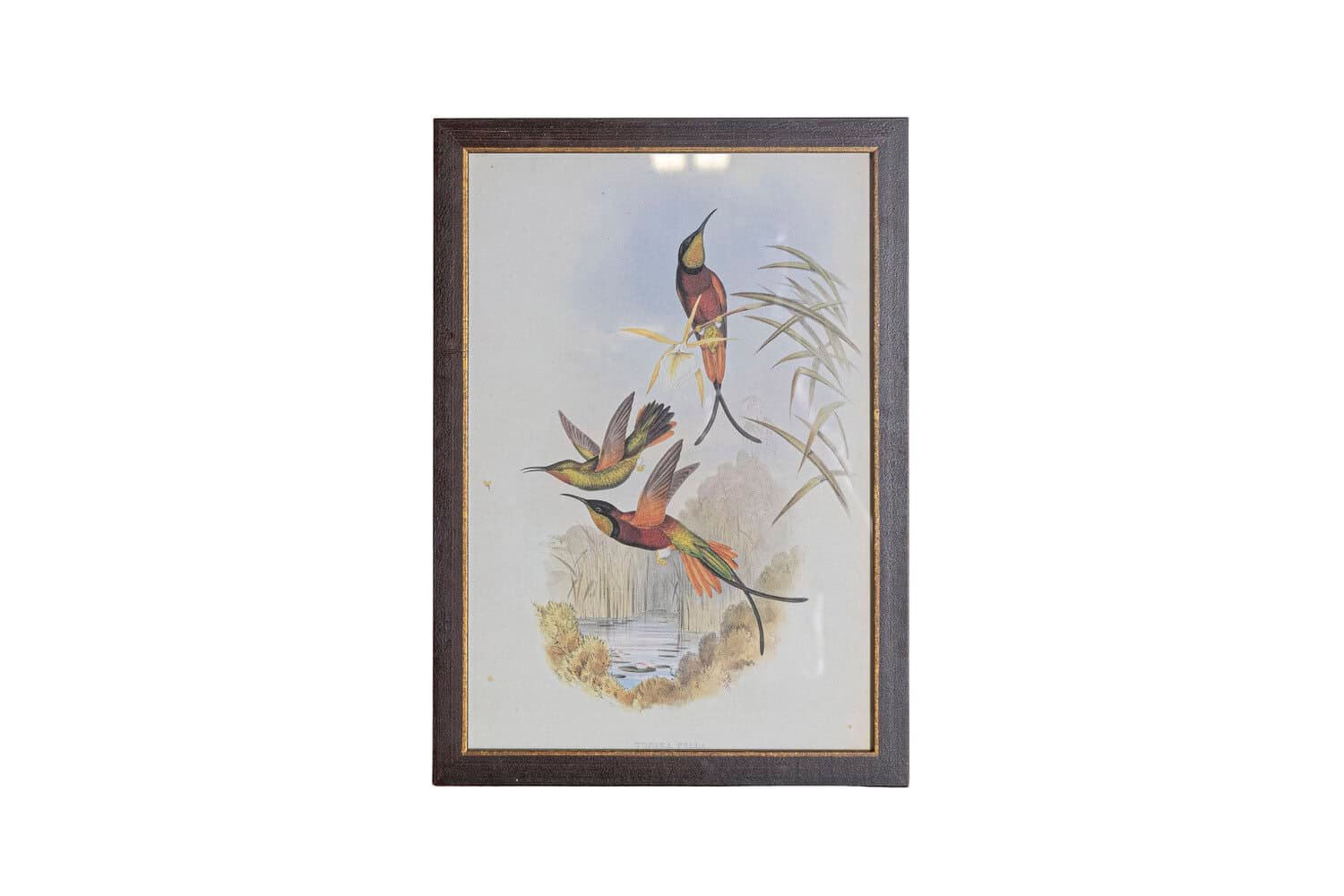 On Trial -19th Century John Gould Hummingbirds prints. - JAA