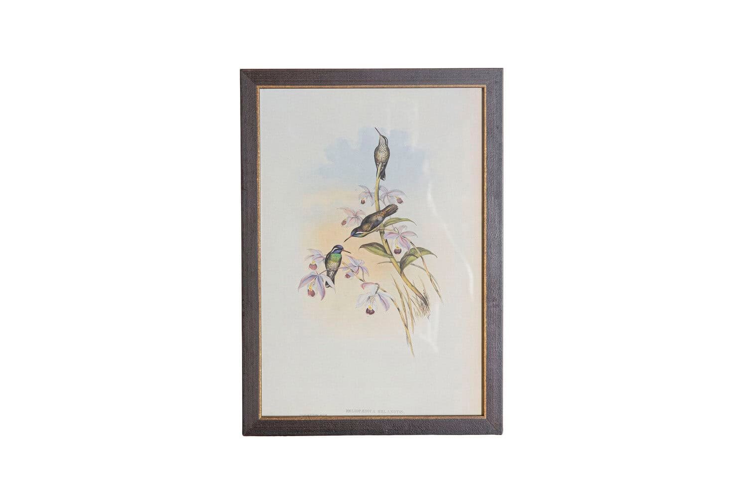 On Trial -19th Century John Gould Hummingbirds prints. - JAA