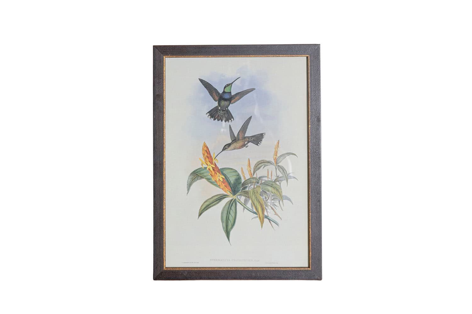 On Trial -19th Century John Gould Hummingbirds prints. - JAA