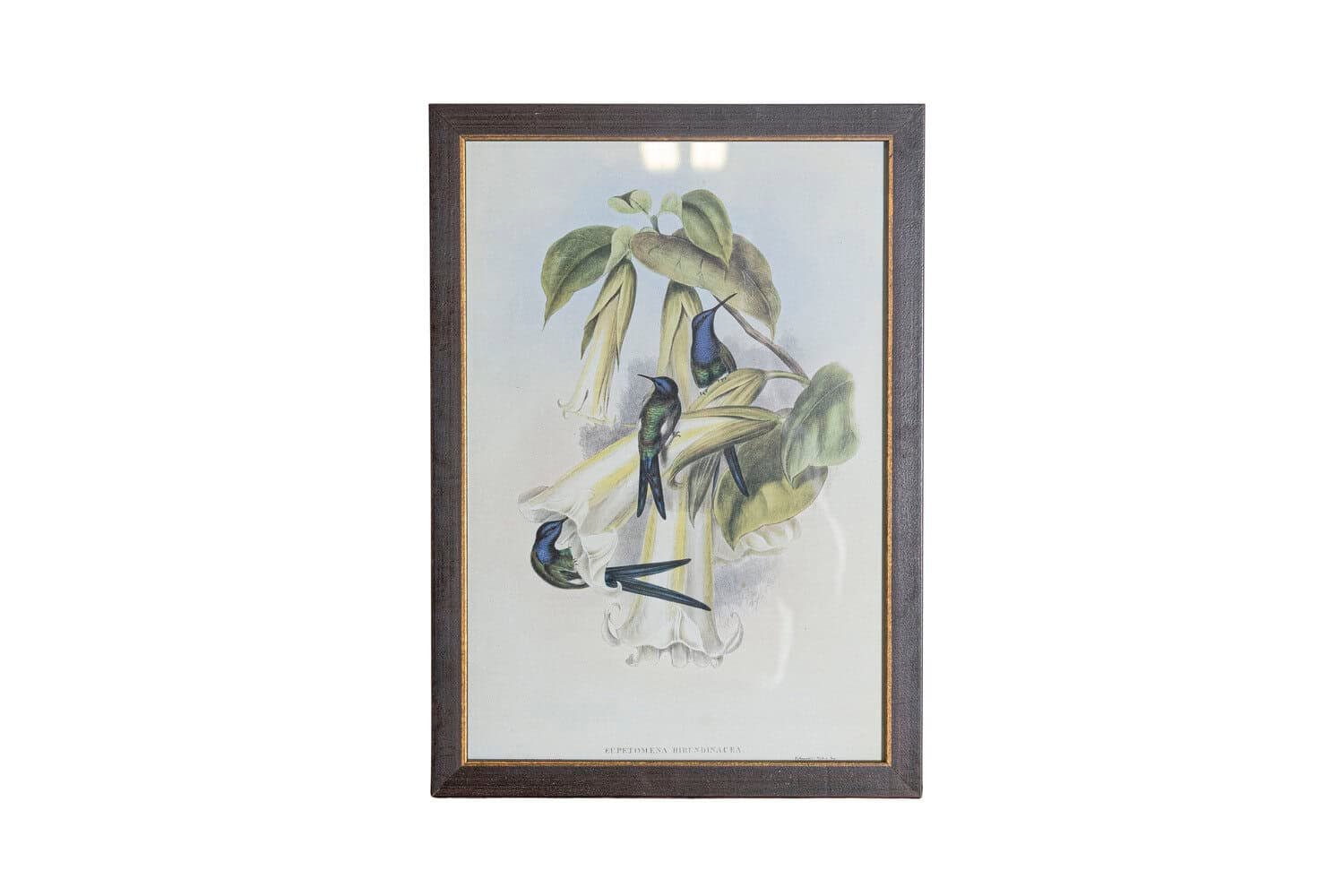 On Trial -19th Century John Gould Hummingbirds prints. - JAA