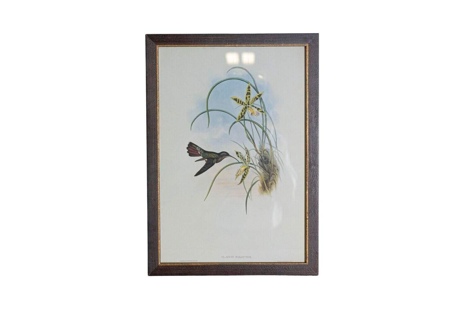 On Trial -19th Century John Gould Hummingbirds prints. - JAA