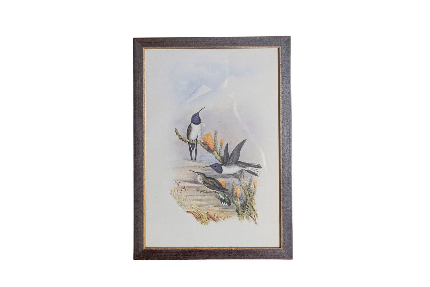 On Trial -19th Century John Gould Hummingbirds prints. - JAA