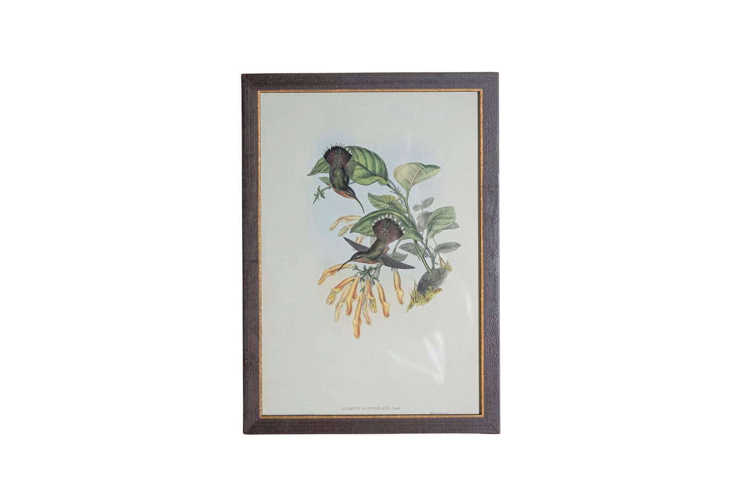 On Trial -19th Century John Gould Hummingbirds prints. - JAA