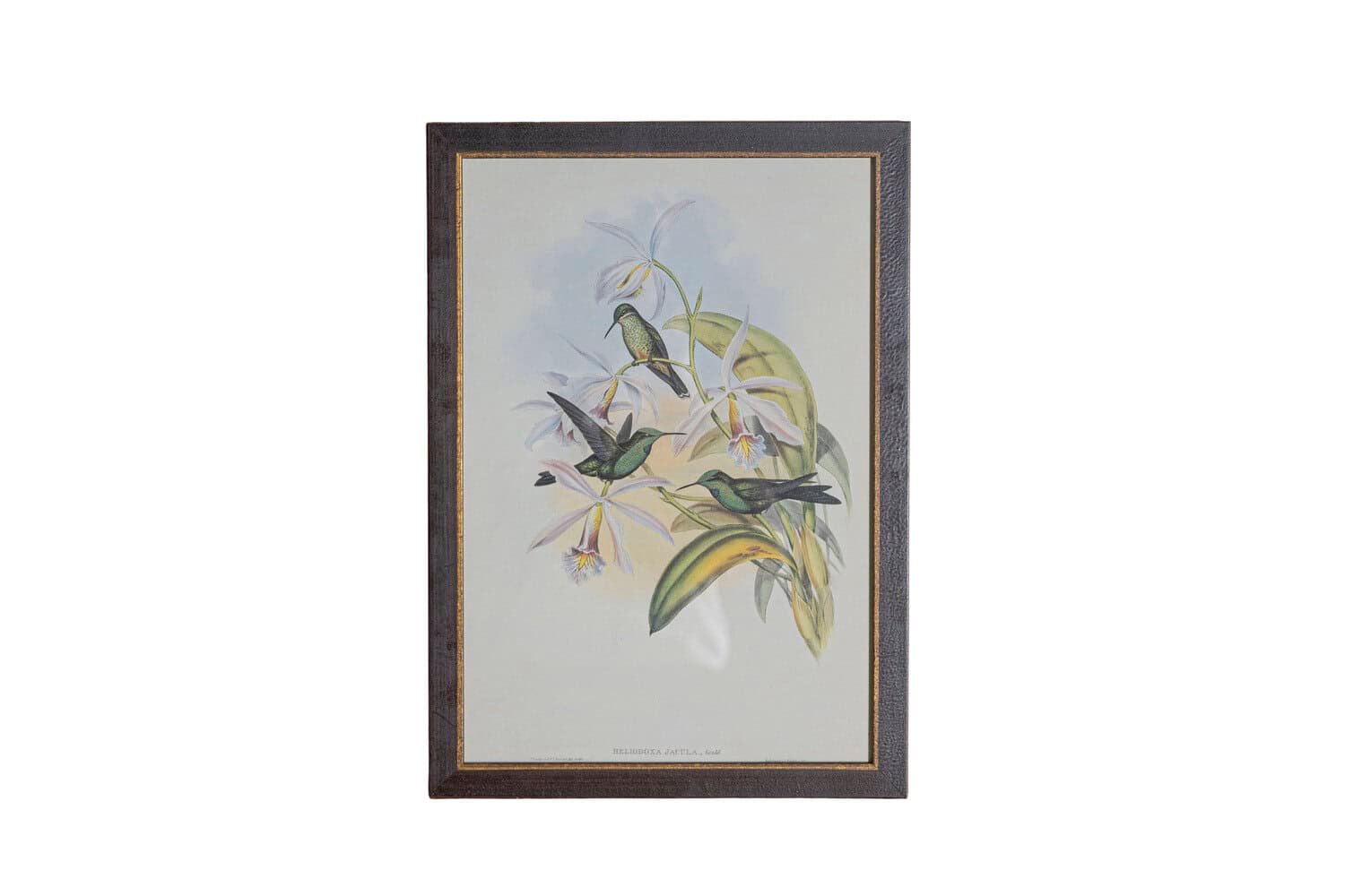 On Trial -19th Century John Gould Hummingbirds prints. - JAA