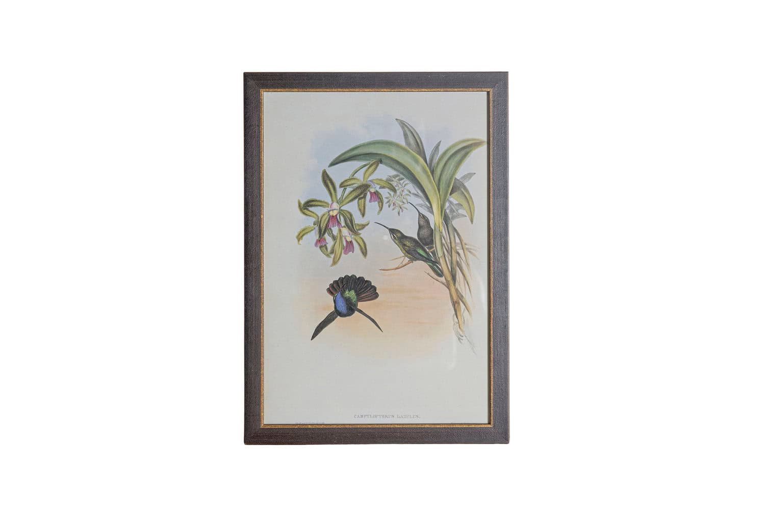 On Trial -19th Century John Gould Hummingbirds prints. - JAA