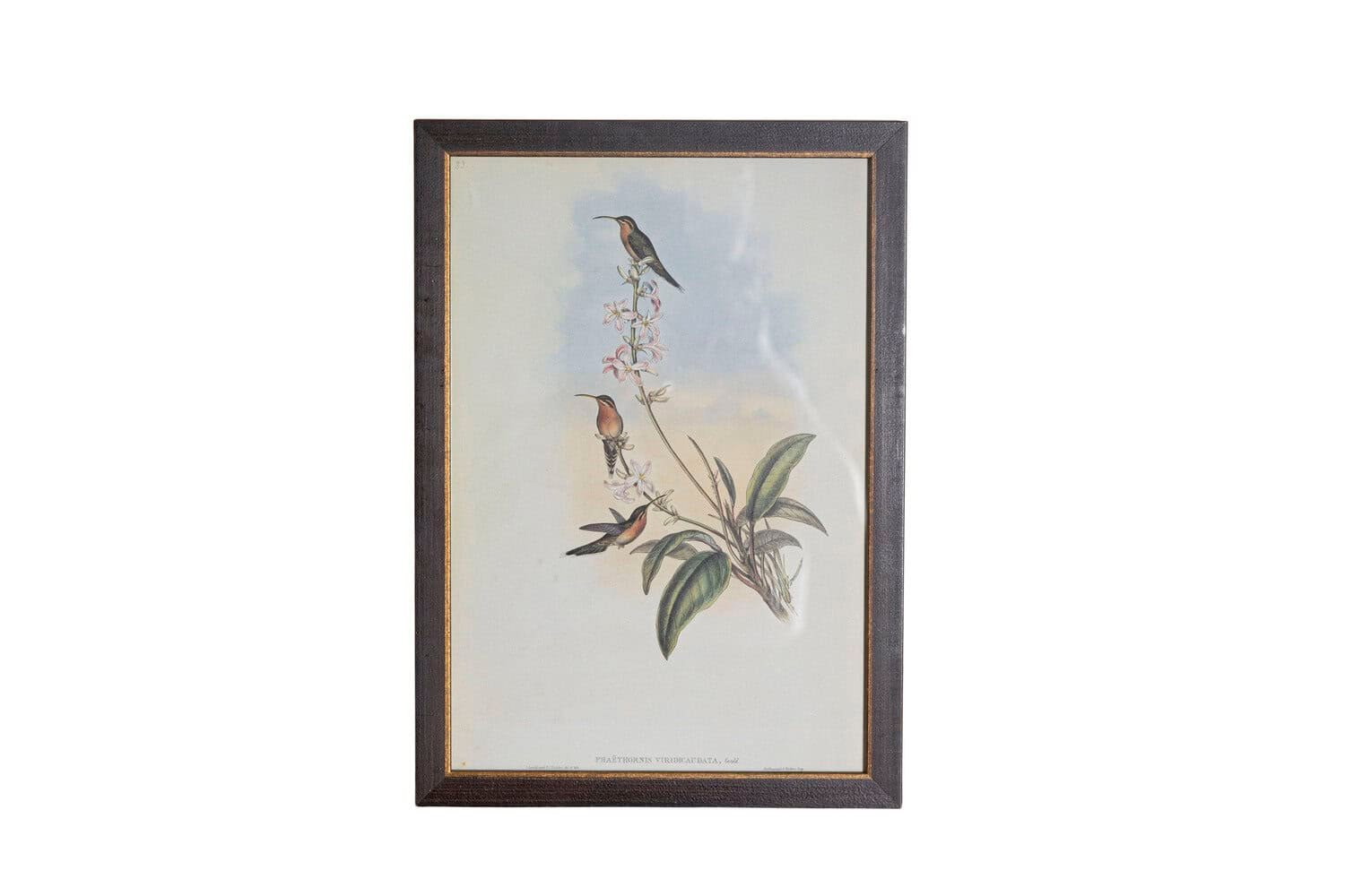 On Trial -19th Century John Gould Hummingbirds prints. - JAA