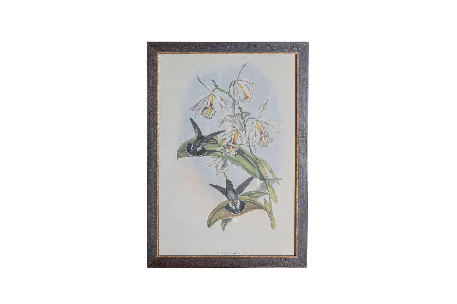 On Trial -19th Century John Gould Hummingbirds prints. - JAA