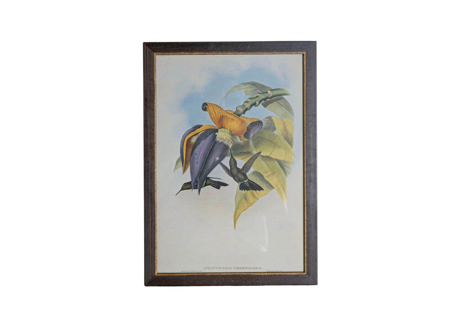 On Trial -19th Century John Gould Hummingbirds prints. - JAA