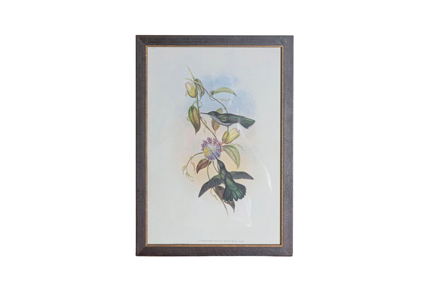 On Trial -19th Century John Gould Hummingbirds prints. - JAA