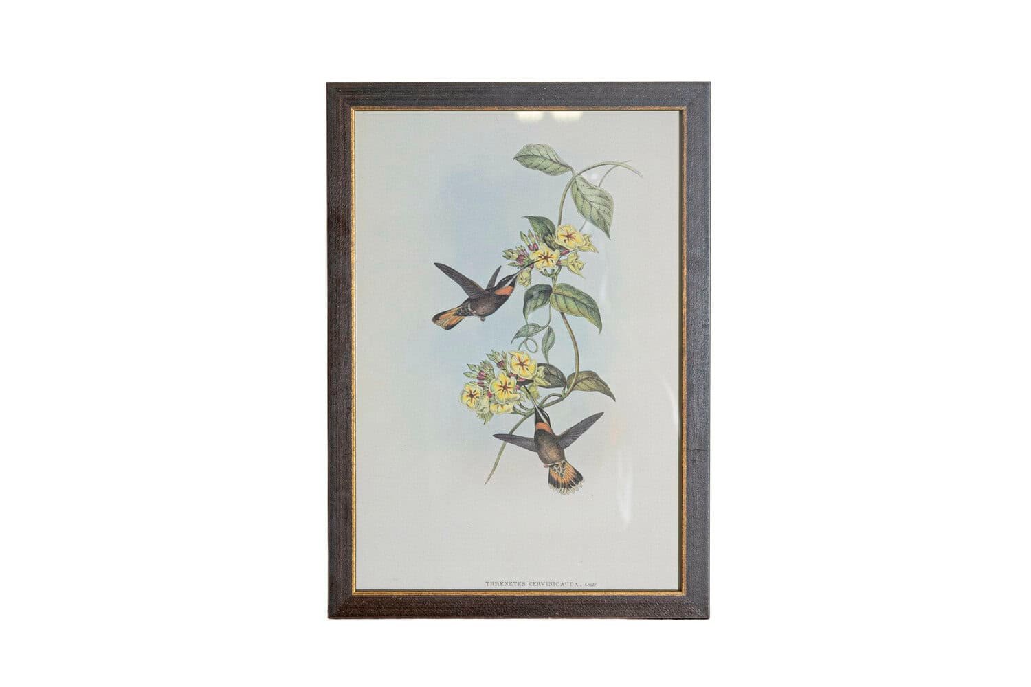 On Trial -19th Century John Gould Hummingbirds prints. - JAA