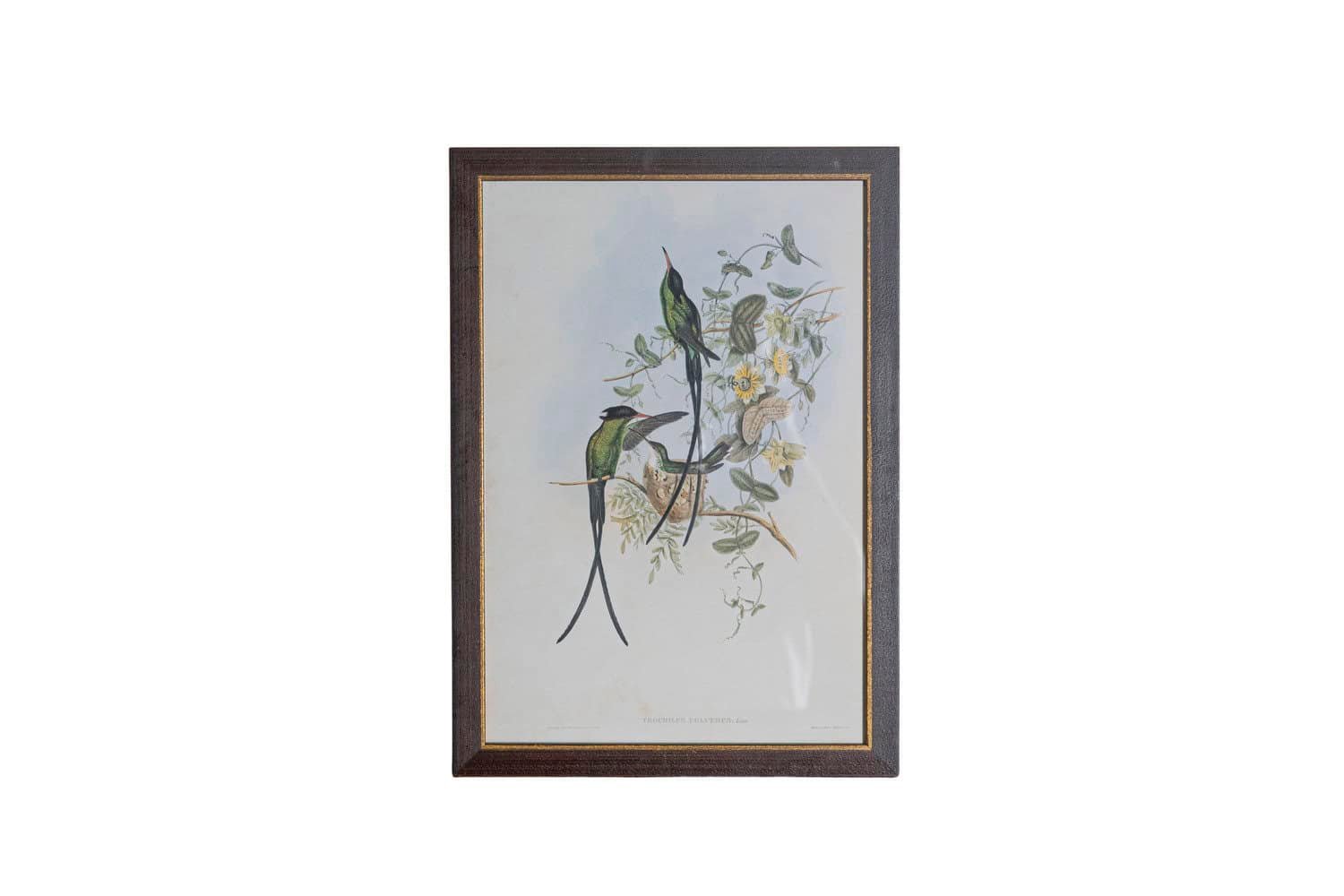 On Trial -19th Century John Gould Hummingbirds prints. - JAA