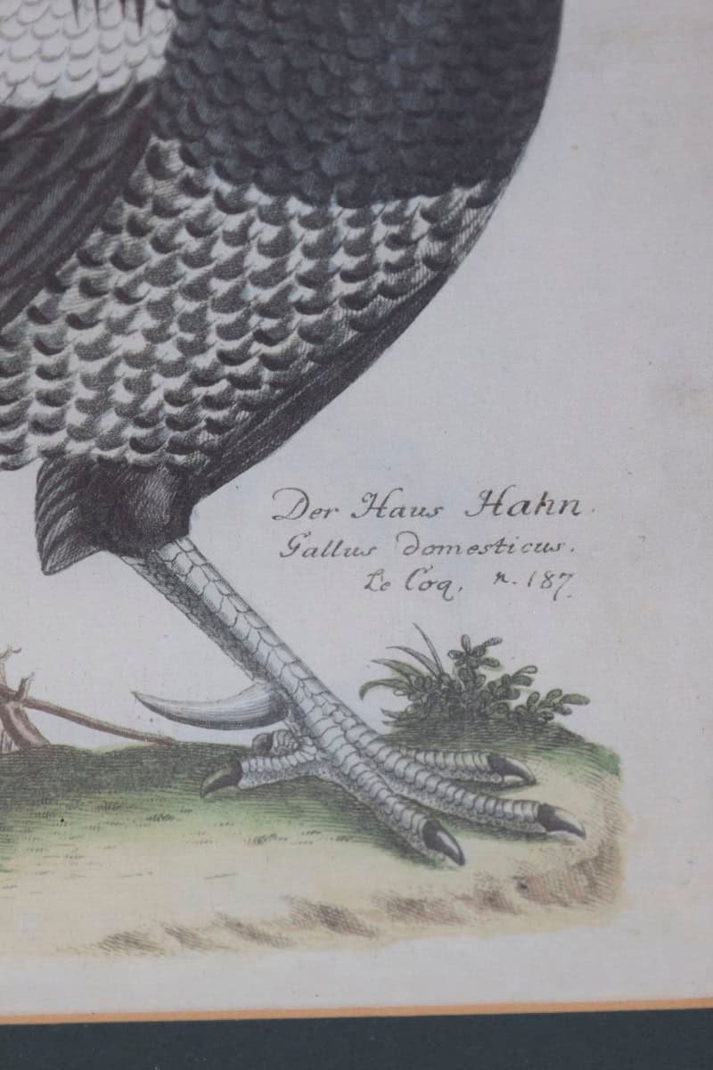 Turn of the Century German Cockerel Prints in Burr Walnut Frames, Set of Four - JAA