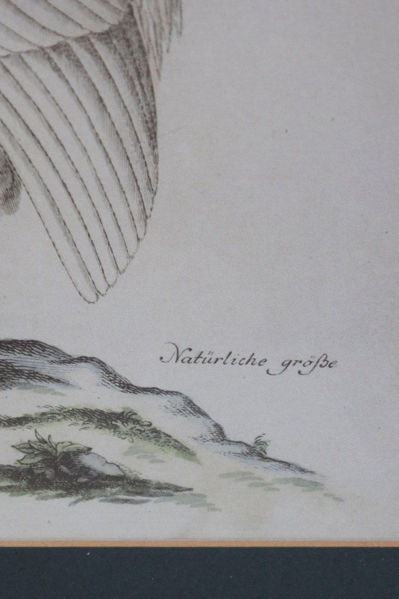 Turn of the Century German Cockerel Prints in Burr Walnut Frames, Set of Four - JAA