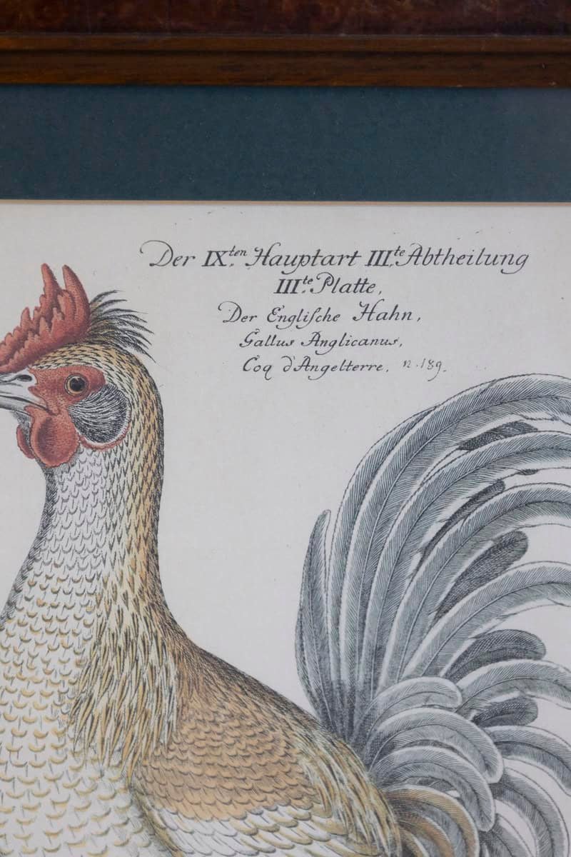 Turn of the Century German Cockerel Prints in Burr Walnut Frames, Set of Four - JAA