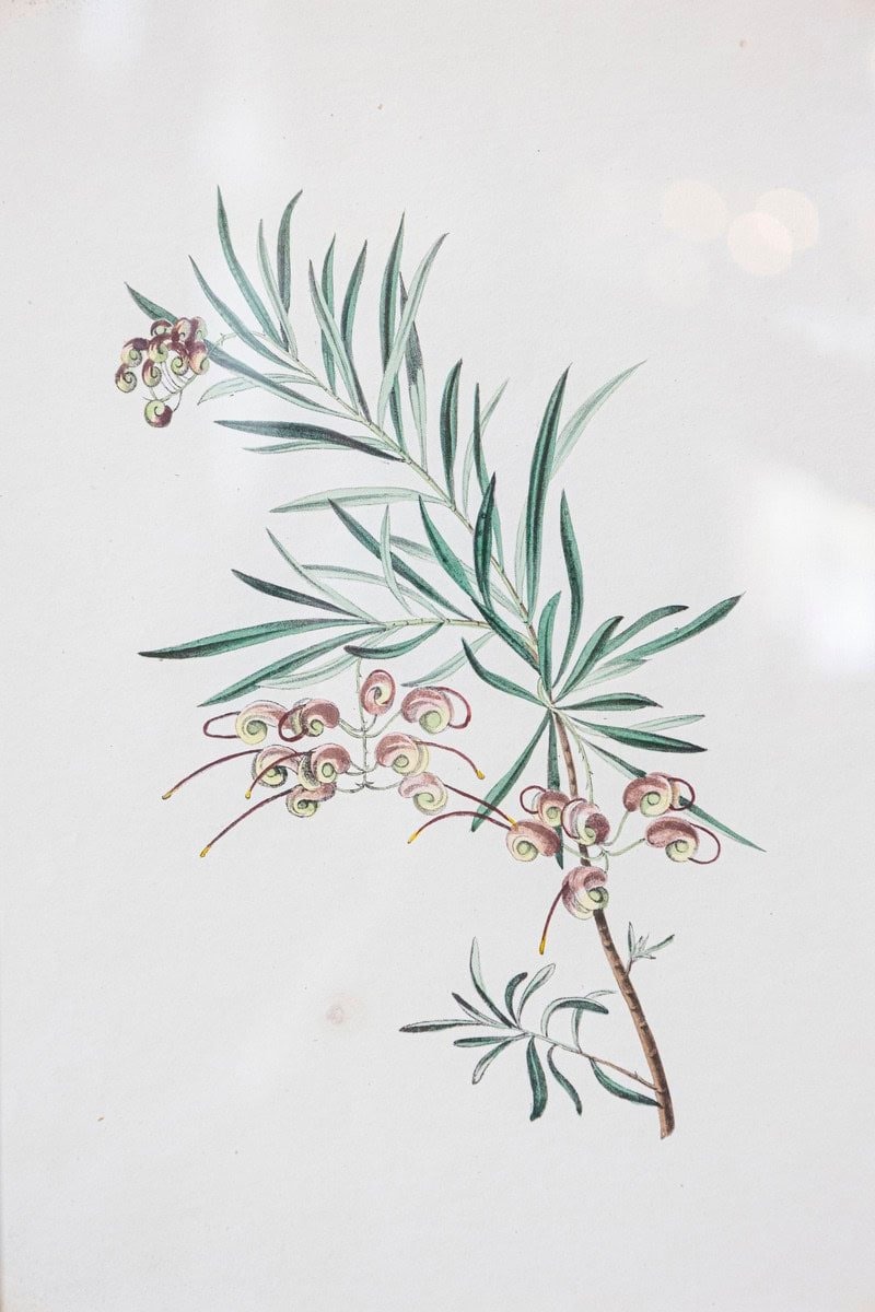 Victorian Floral Prints from The Museum of Flowers by Mary Elizabeth Rosenberg - JAA