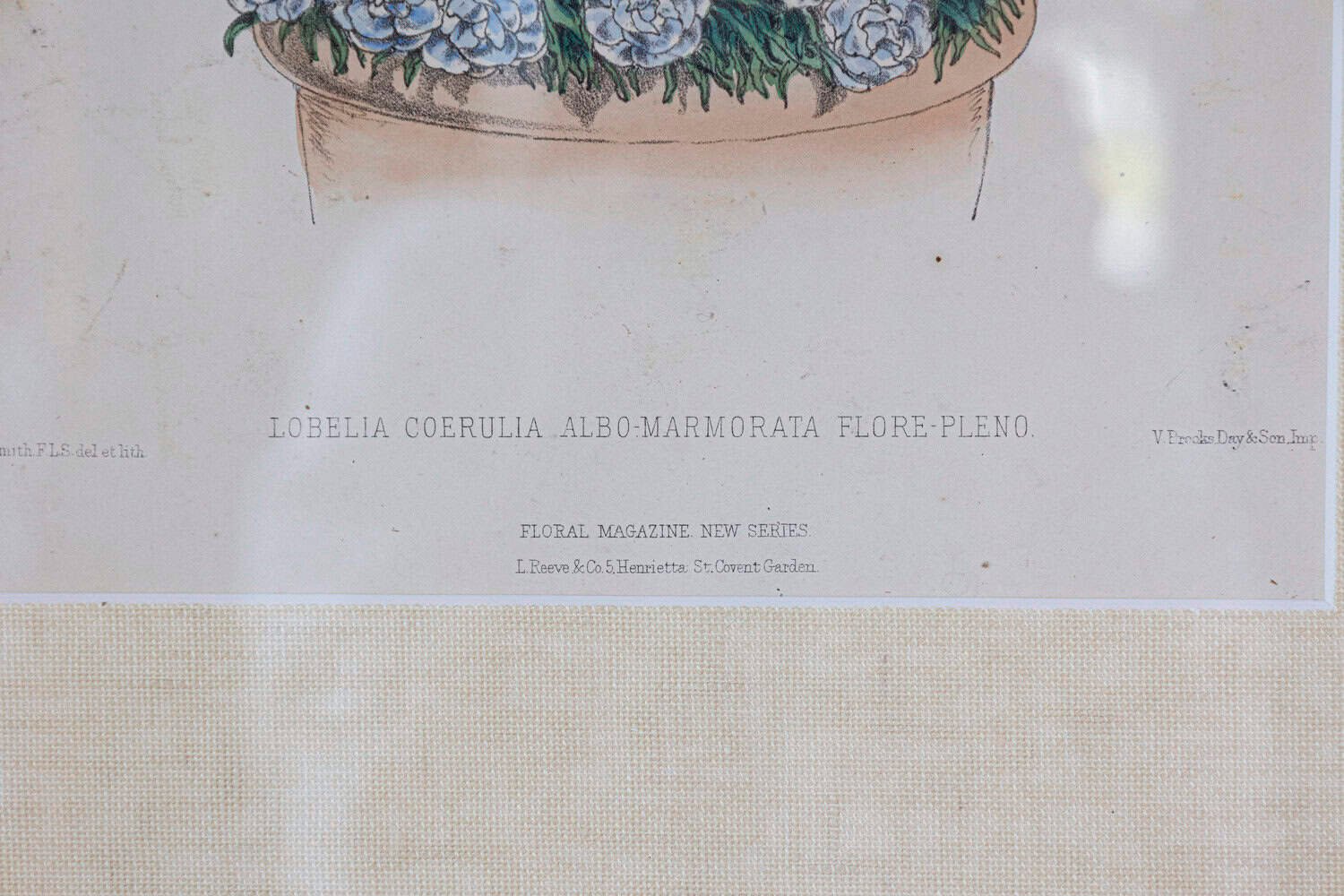 Victorian Floral Prints from The Museum of Flowers by Mary Elizabeth Rosenberg - JAA