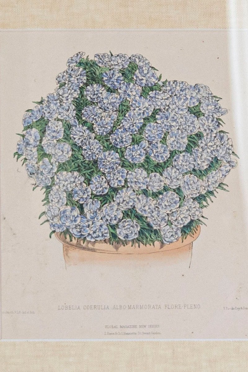 Victorian Floral Prints from The Museum of Flowers by Mary Elizabeth Rosenberg - JAA