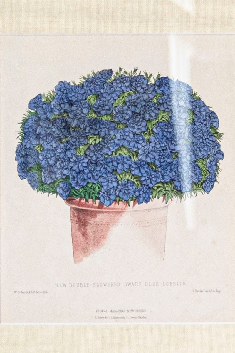 Victorian Floral Prints from The Museum of Flowers by Mary Elizabeth Rosenberg - JAA