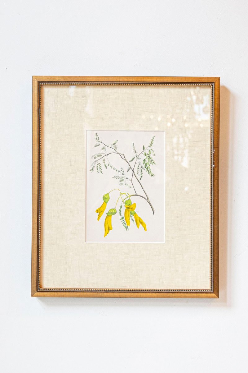 Victorian Floral Prints from The Museum of Flowers by Mary Elizabeth Rosenberg - JAA