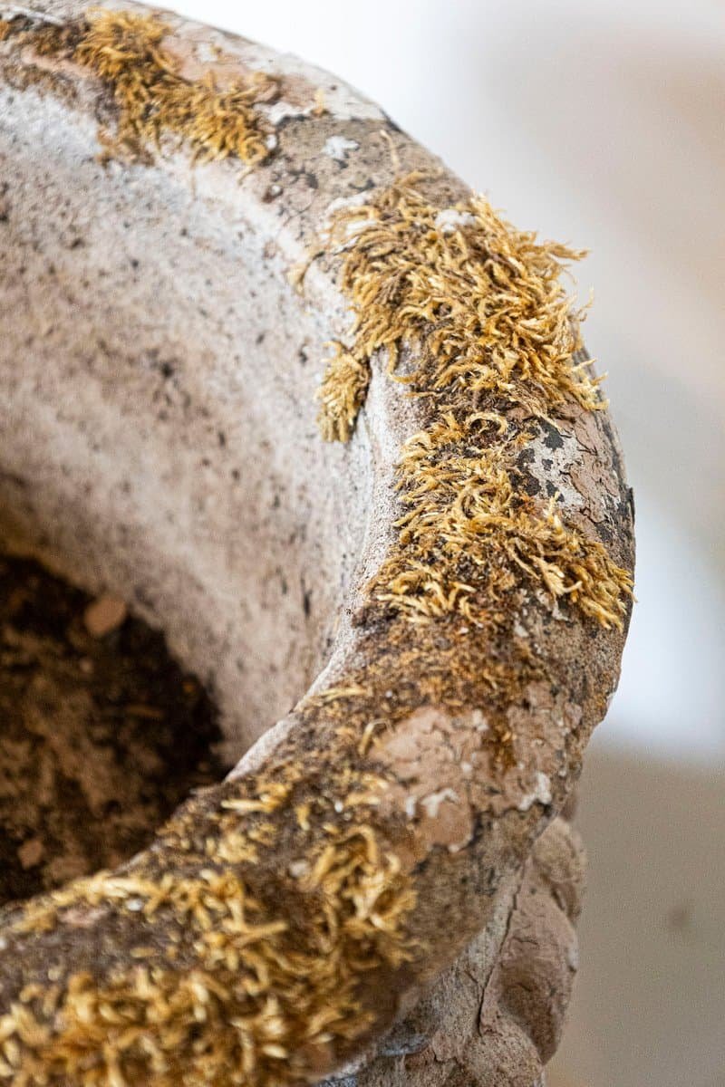 English 1900s Edwardian Period Pair of Reconstituted Stone Urns with Lion Heads - JAA